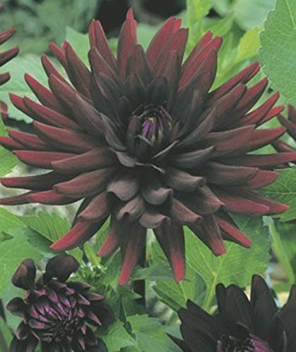 Kaktus Dahlie Tamburo Knolle Blumenzwiebel (1 Dahlie (Wurzelstock))