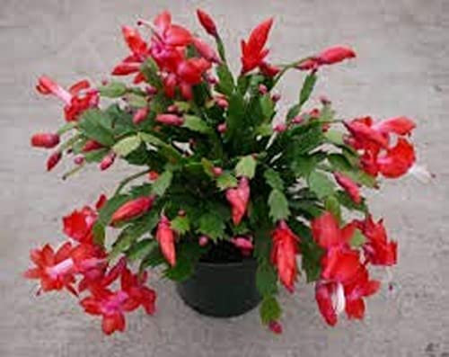 Christmas Cactus Plants, Red 'Caribbean Dancer', 1 x Full Plant in 13cm Pot, Indoor Plants, Xmas Cacti, Premium Quality Houseplants