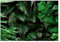 Vlies Fototapete 3D Effekt Pflanzen Dschungel Wald Blätter - inkl. Kleister Wohnzimmer Schlafzimmer Modern Motivtapeten Wandtapete Tapete Vliestapete UV-Beständig Montagefertig (416x290 cm - 4 Bahnen)