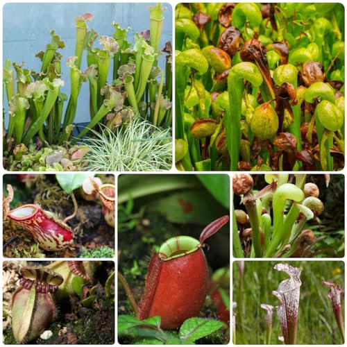 35 pcs schlauchpflanze samen, winterfeste pflanzen für kübel,Sarracenia purpurea, deko pflanzen winterharte stauden mehrjährig geschenke für gartenliebhaber gartenarbeit balkonpflanzen
