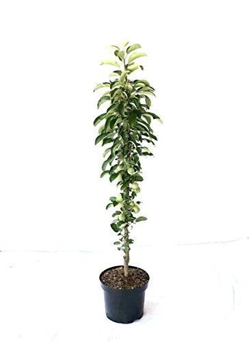 Säulenapfel McIntosh Wijcik früher Herbstapfel sehr saftig 80-120 cm im 7,5 Liter Topf Unterlage M7