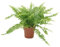 Schwertfarn, (Nephrolepis exaltata), luftreinigende Zimmer und Büropflanze, verbessert das Raumklima, (im 12cm Topf)