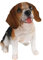 colourliving | Beagle Figuren Hundefigur Beagle | lebensechte Hunde Deko Figur für Haus oder Garten | Verschiedene Variationen (sitzend braun, L)