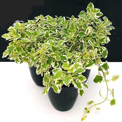 POWERS TO FLOWERS - INCENSO, PLECTRANTHUS IN VASO 14cm diametro, 3 PIANTE, piante vere