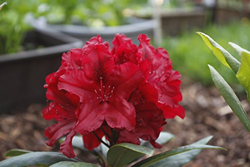 Rhododendron 'Lord Roberts' in 9cm Pot, Stunning Red Flowers, Evergreen Shrub 3fatpigs®