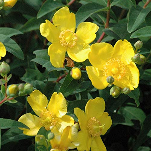 Johanniskraut 'Hidcote' - Hypericum 'Hidcote' - 30-40 cm Topf - Gelbe Blüten und dekoratives Laub