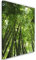 Feeby Bild auf Vlies Leinwand Exotik Tropen Bambus 30x45 cm Kunstdruck Modern Wandbilder Deko Flur Wohnzimmer Bäume Natur Wald Pflanzen Grün