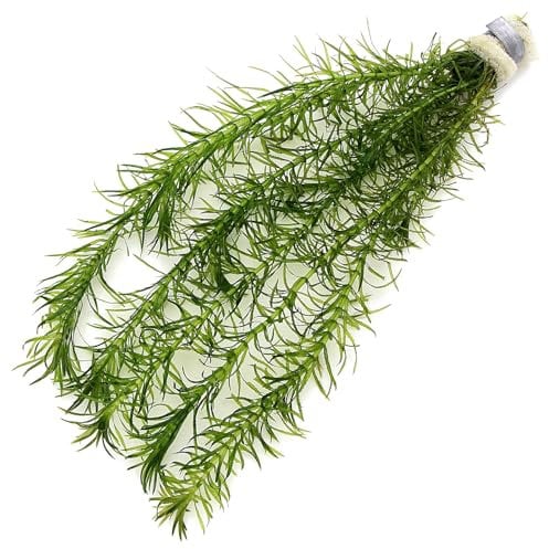K2AQUA Egeria Najas (1 Bunch) Tropical Aquarium Plant Oxygenating Plants for Aquascaping Tropical Aquatic Pond