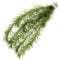 K2AQUA Egeria Najas (1 Bunch) Tropical Aquarium Plant Oxygenating Plants for Aquascaping Tropical Aquatic Pond