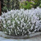 4 x Weiße Lavendel Pflanzen XL – Winterharte duftende Stauden im 2L Topf 10-20 cm hoch - Lavandula angustifolia Edelweiss für Garten & Balkon