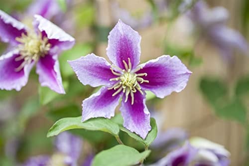 Clematis Hybride 'Piilu' 60-100 cm - Waldrebe, zweifarbige Blüten, Blütezeit Mai-September, ideal für Rankgerüste, bienenfreundlich, winterhart