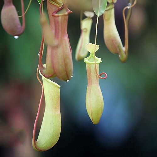 120 pcs Kannenpflanzen kannenpflanze samen - seed dachbegrünung winterharte stauden,Nepenthes mirabilis,Sukkulenten sukkulente succulent plants,fleischfressende pflanzen nachhaltige