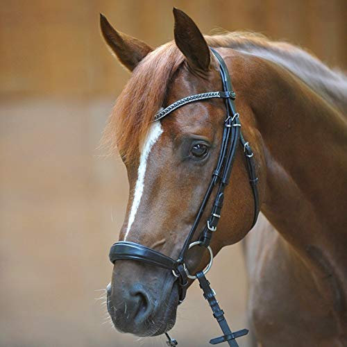 Trense Isabella, hannoveranisches Reithalfter