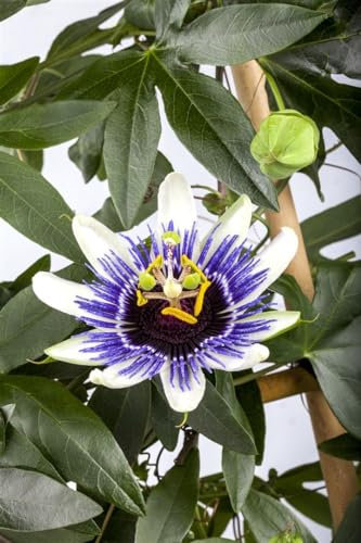 Passiflora caerulea 60–100 cm – Winterhart, Mehrjährig, Pflegeleicht – Blaue Passionsblume – Kletterpflanze für Pergola & Rankhilfe