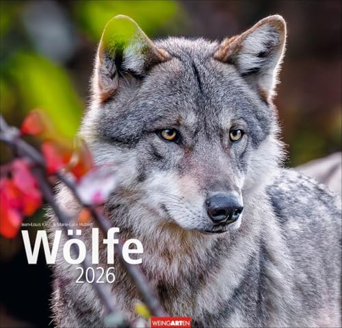 Wölfe - Kalender 2026 - Weingarten-Verlag - Fotokalender - Jean-Louis Klein und Marie-Luce Hubert - Wandkalender mit Wolf-Fotos - 48 cm x 46 cm