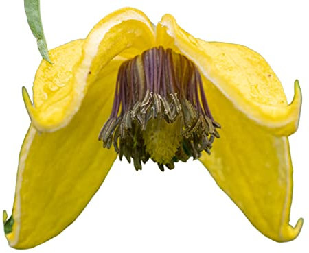 Clematis Plants, 'Tangutica', 1 x Full Plant in a 1 Litre Pot, Clematis, Garden Ready and Ready to Plant, Premium Quality Perennials