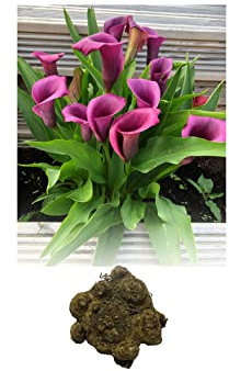 3 Zantedeschia Purple Heart Calla (Arum) Lily Bulbs/Rhizomes Size 22/24 Summer Flowering Perennial : - by GARTHWAITE NURSERIES® : - UK Stockist