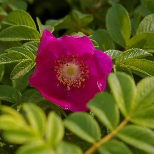 Wildrose - Rosa rugosa - rosa - Duft++ - Kartoffelrose - Apfelrose - Japanrose - Hagebutte Verpackungseinheit 1
