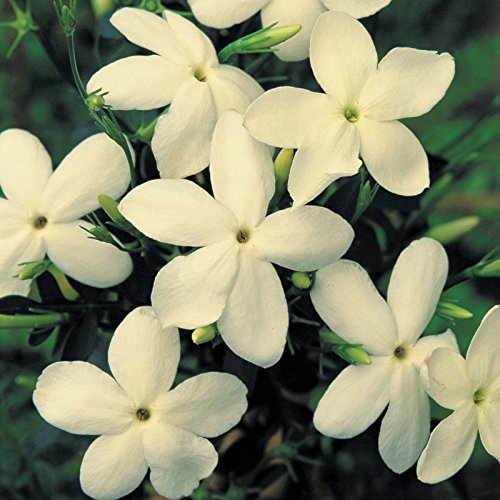 Jasmine Jasminum Clotted Cream Perennial Climbing Shrub XXL Plug Plants Pack x 3 Hardy