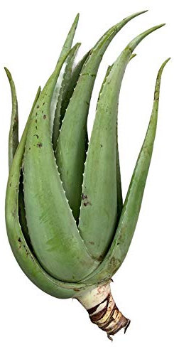 Vonderweid - Aloe Vera Adult Plant | Medicinal and Ornamental Plant | Plant of 5 to 8 Years Old | Grown in Sicily Since 1997