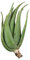 Vonderweid - Aloe Vera Adult Plant | Medicinal and Ornamental Plant | Plant of 5 to 8 Years Old | Grown in Sicily Since 1997