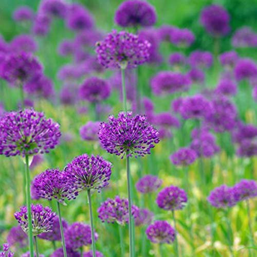6 x Riesenlauch Purple Sensation - Allium 'Purple Sensation' Topf 9x9cm: Lila Blütenbälle im Garten.