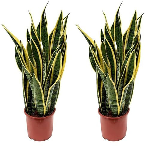 Sanseviera LAURENTI - Lengua de suegra Y Lengua de tigre - Planta natural para casa u oficina - Planta de interior de decoración (Pack 2 Lenguas de Suegra) SP21