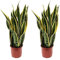 Sanseviera LAURENTI - Lengua de suegra Y Lengua de tigre - Planta natural para casa u oficina - Planta de interior de decoración (Pack 2 Lenguas de Suegra) SP21