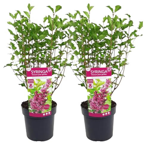 Plant in a Box - Syringa 'Bloomerang' Dark Purple - Lilla - Set di 2 - Arbusto - Pianta da giardino - Singonio - ⌀19 cm - Altezza 55-65 cm