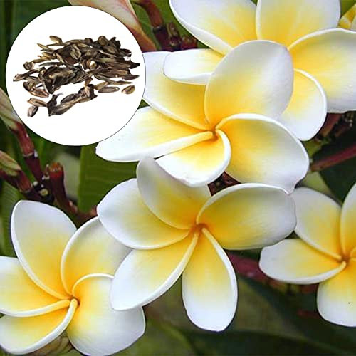 Semi di Plumeria per la Semina – 50pz Frangipani Fiore Tropicale Profumato, Piante da Giardino o Vaso con Fiori Gialli Duraturi, plumeria seeds for planting