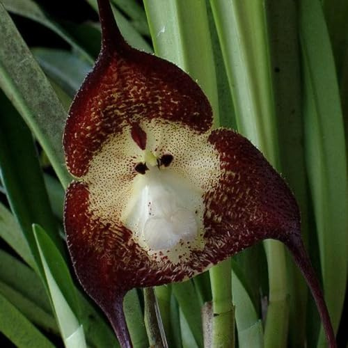 affen orchidee, dracula simia, zimmerbonsai affengesicht orchideen zierblumen blumendeko, balkon für sonnige 125samen