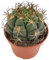 Fangblatt - Gymnocalycium saglionis - breitkugeliger Kaktus Ø 10 cm Topf - pflegeleichte Zimmerpflanze