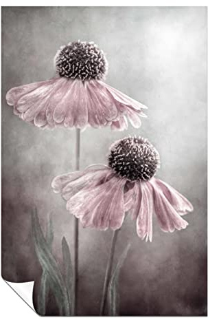Panther Print Fine Art Prints Pastel Pink Helenium flower painterly Artistic Unframed Poster, Pictures for Home Walls, Bedroom, Living Room & Bathroom Decor 76x51cm (30x20in)