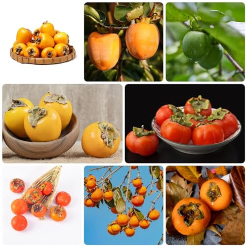 80 pcs kaki baum samen obst samen balkonpflanzen winterhart kakibaum,Diospyros kaki, bonsai tree ökologische geschenke baumsamen plants pflanzensamen bonzai baum pflanztopf winterharte