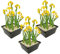 vdvelde.com - Gelbe Sumpf Schwertlilie - 12 Stück - 3 Teichkörbe - Iris Pseudacorus - Sumpfpflanze - Ausgewachsene Höhe: 80 cm - Platzierung: -1 bis -10 cm