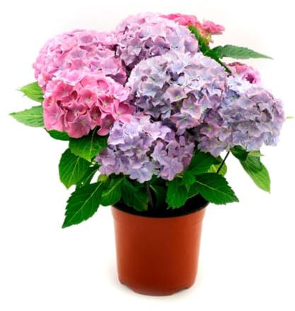 Verdecora Hortensia Planta Natural en maceta de 3L | Planta de Interior o Exterior con Floración Abundante | Ideal para Jardines y Terrazas | Colores Vivos y Decorativos