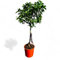 Tropictrees Citrus Kumquat Fortunella - 100 cm Hoher Kumquatbaum inkl. Topf | Immergrüner Zitrusbaum für Garten & Innenbereich | Fruchttragend im Saison, Pflegeleicht & Duftend