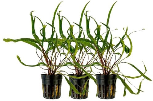 AquaOne Aquarium Pflanze 3 Stück Cryptocoryne balansae I Wasserpflanze Aquariumpflanze Rosette voll durchwurzelt einfach pflegeleicht Aquascaping Dekoration