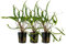 AquaOne Aquarium Pflanze 3 Stück Cryptocoryne balansae I Wasserpflanze Aquariumpflanze Rosette voll durchwurzelt einfach pflegeleicht Aquascaping Dekoration