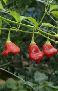 Seedeo® Glockenpaprika (capsicum baccatum L.) 20 Samen BIO