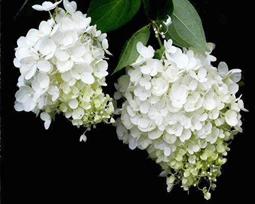 tapete weiße hortensie garten wind tv hintergrund wand wohnzimmer schlafzimmer hintergrund wände wandbilder 3d wallpaper 150 * 105cm