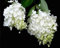 tapete weiße hortensie garten wind tv hintergrund wand wohnzimmer schlafzimmer hintergrund wände wandbilder 3d wallpaper 150 * 105cm