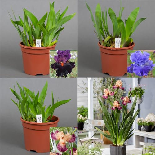 4 x Iris - Plants Outdoor Garden Ready, Perennial Plants in 2 Litre pots for Borders, Amazing Flowers
