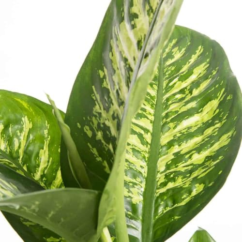VIVAIO GARDEN FOREST Dieffenbachia Tropica Pianta da Interno H100 cm | Vaso 18 cm, Pianta Tropicale Ornamentale, Foglie Variegate, Per Casa e Ufficio