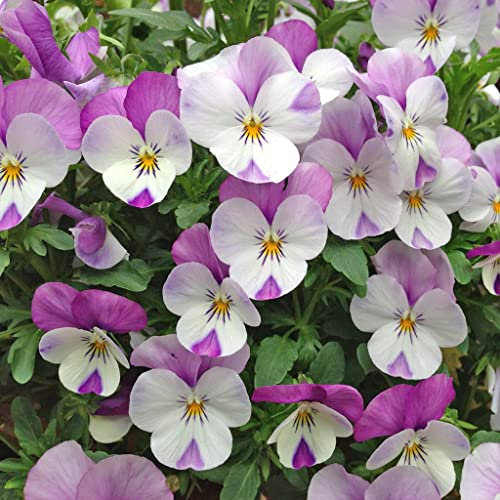 Viola F1 Sorbet Pink Wing Seeds - Easy to Grow - 20 Seeds