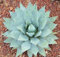 AGAVE var parryi. COUSEI hardy esotico succulenta aloe di semi di piante rare 15 SEMI:Seeds