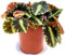 POWERS TO FLOWERS - BEGONIA REX CLEOPATRA, VASO 12CM DIAMETRO, pianta vera