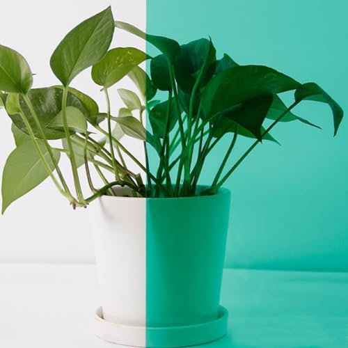 ACESOME Lámina tintada para ventana, película transparente autoadhesiva, película tintada de vidrio, PET de colores para ventanas, puertas, separadores de habitaciones, espejos (verde, 30 x 100 cm)