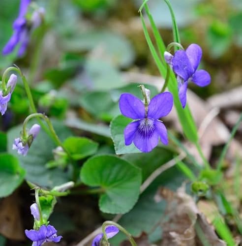 Duftveilchen - Viola odorata