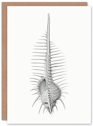 Artery8 Ernst Haeckel Art Card Murex Shell Seashell Drawing